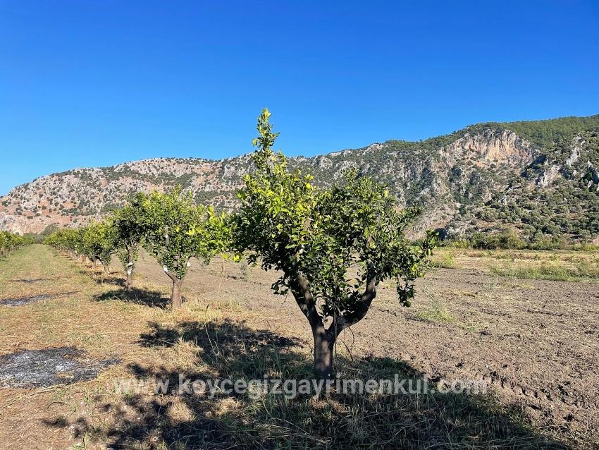 Для Продажи Поле в Dalyan Ortaca - Под Поле застройку - 6.600 m²