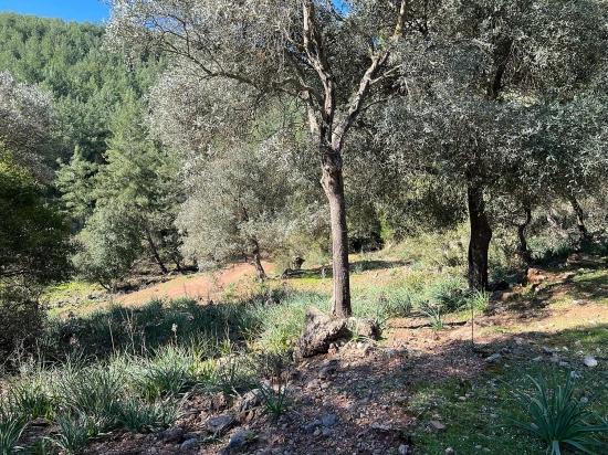 Продается Земельный Участок В Гёкбеле, В Окружении Природы И Леса.