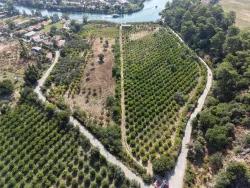 Для Продажи Поле в Çandır Köyceğiz - Под Поле застройку - 20.000 m²