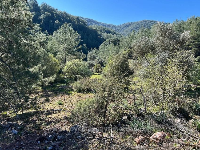 Gökbel'de Doğa Ve Orman İçerisinde Satılık Tarla