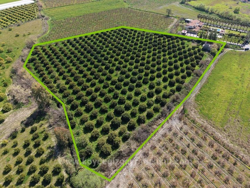 Dalyan Merkeze Yakın 17.550M2 Satılık Bağ-Bahçe