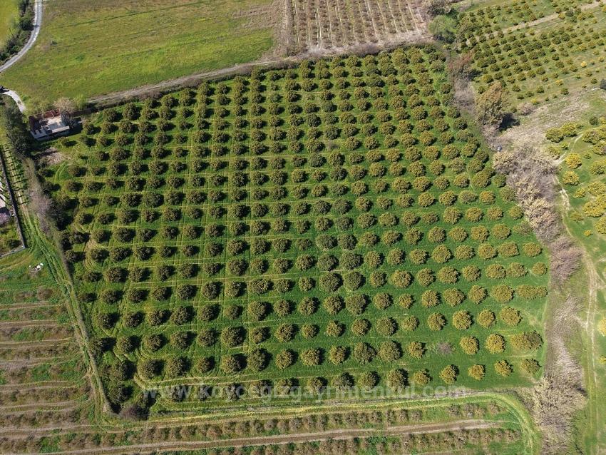 Dalyan Merkeze Yakın 17.550M2 Satılık Bağ-Bahçe