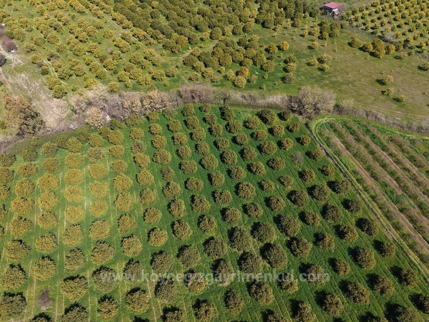 Dalyan Merkeze Yakın 17.550M2 Satılık Bağ-Bahçe