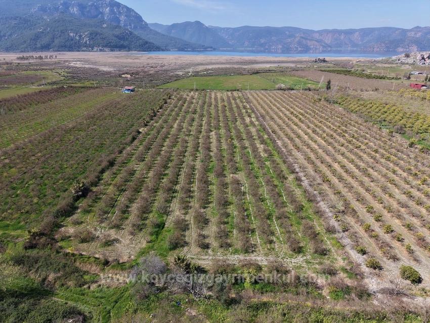 Eskiköy'de Göl Manzaralı 16.710M2 Satılık Nar Bahçesi