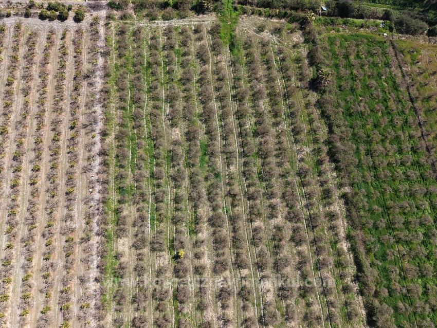 Eskiköy'de Göl Manzaralı 16.710M2 Satılık Nar Bahçesi