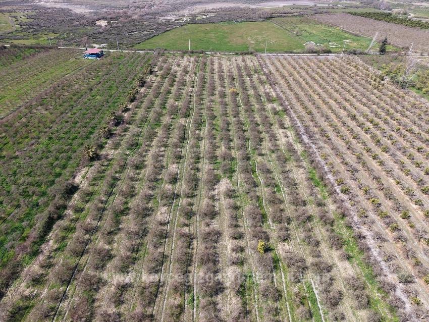 Eskiköy'de Göl Manzaralı 16.710M2 Satılık Nar Bahçesi