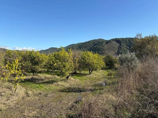 Tepearası'nda 23000M2 Müstakil Satılık Tarla