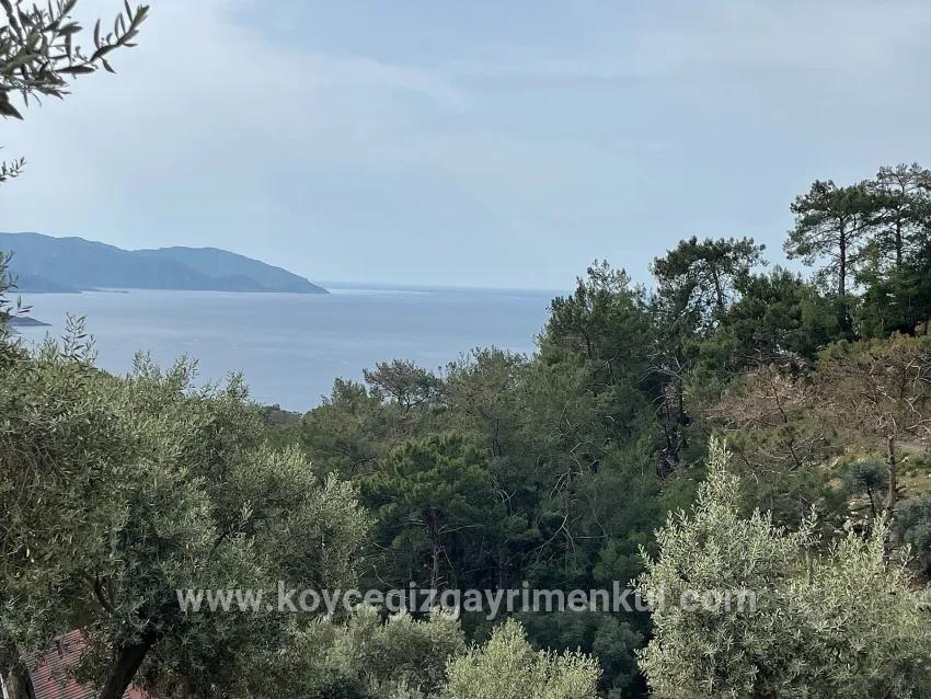 Köyceğiz Ekincik Mah. Satılık Tarla - Zeytinlik İmar Durumlu - 7.000 m²