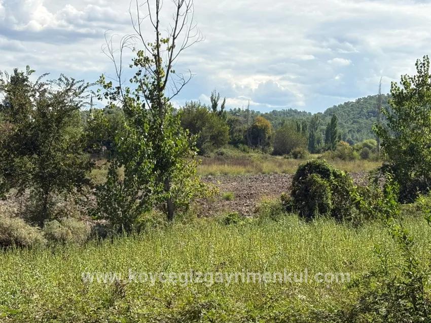 Köyceğiz Zeytinalanı Mah. Satılık Tarla - Tarla İmar Durumlu - 10.500 m²