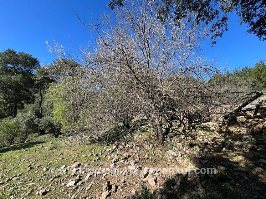 Ortaca Gökbel Mah. Satılık Tarla - Tarla İmar Durumlu - 24.163 m²