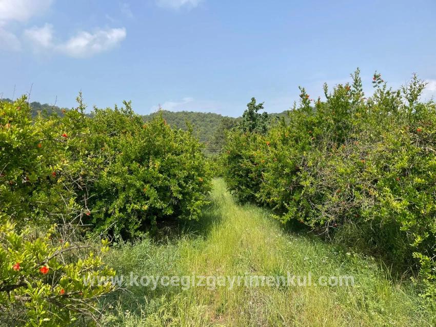 Ortaca Gökbel Mah. Satılık Tarla - Konut İmar Durumlu - 7.800 m²