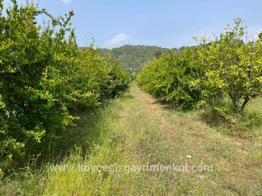 Ortaca Gökbel Mah. Satılık Tarla - Konut İmar Durumlu - 7.800 m²