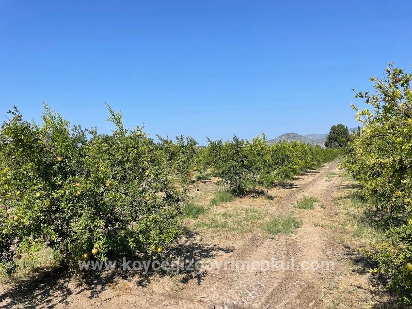 Ortaca Dalyan Mah. Satılık Tarla - Konut İmar Durumlu - 10.000 m²