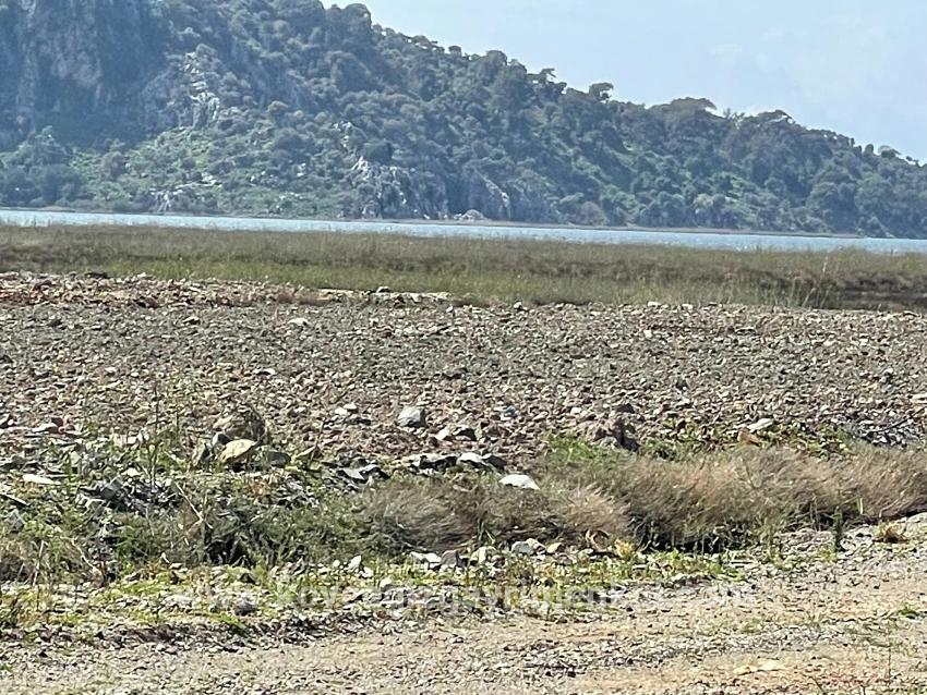 Ortaca Dalyan Mah. Satılık Tarla - Konut İmar Durumlu - 19.600 m²