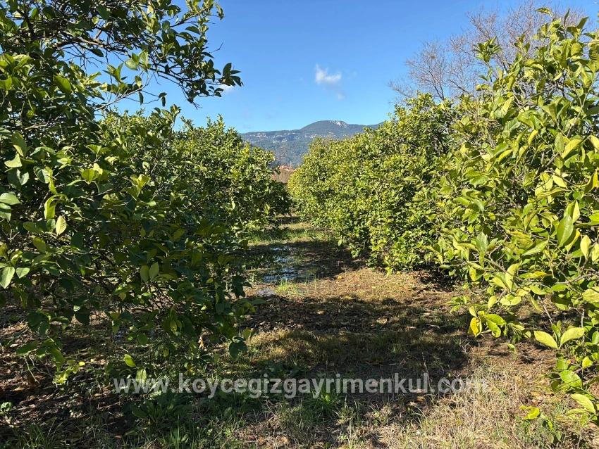 Ortaca Dalyan Mah. Satılık Tarla - Tarla İmar Durumlu - 16.500 m²