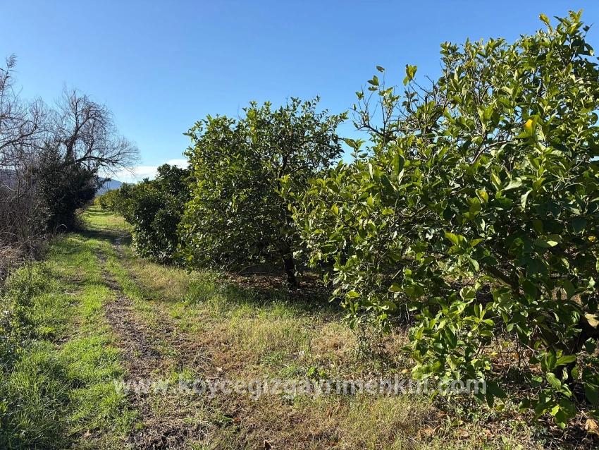 Ortaca Dalyan Mah. Satılık Tarla - Tarla İmar Durumlu - 16.500 m²