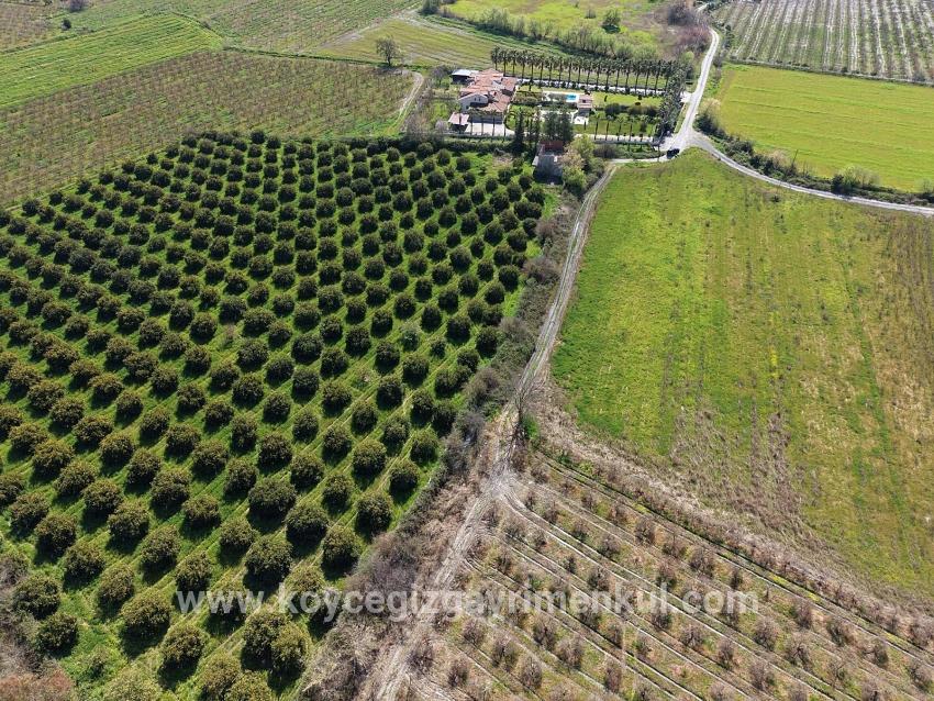 Ortaca Dalyan Mah. Satılık Bağ & Bahçe - Bağ & Bahçe İmar Durumlu - 17.550 m²