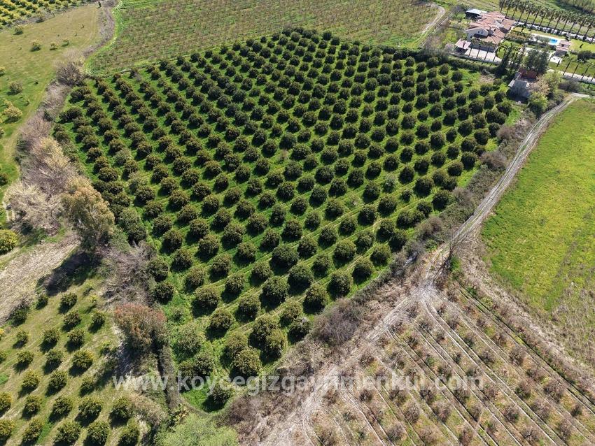 Ortaca Dalyan Mah. Satılık Bağ & Bahçe - Bağ & Bahçe İmar Durumlu - 17.550 m²