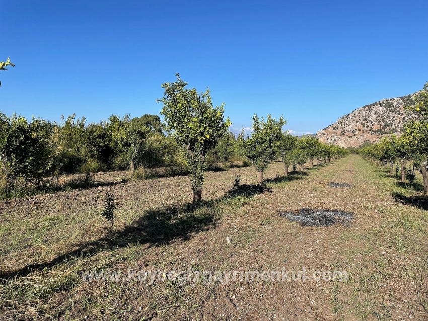 Ortaca Dalyan Mah. Satılık Tarla - Tarla İmar Durumlu - 6.600 m²