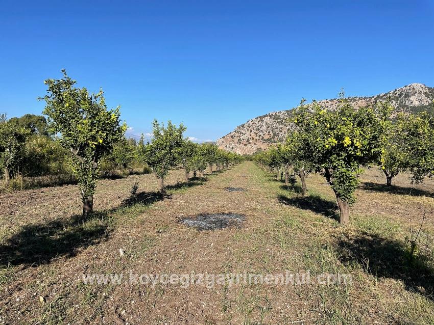 Ortaca Dalyan Mah. Satılık Tarla - Tarla İmar Durumlu - 6.600 m²