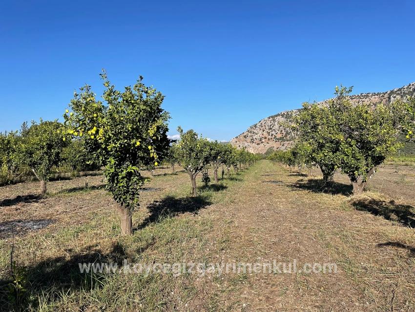 Ortaca Dalyan Mah. Satılık Tarla - Tarla İmar Durumlu - 6.600 m²
